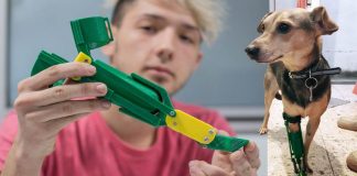 Rapaz de 18 anos fabrica próteses gratuitas para cachorros deficientes