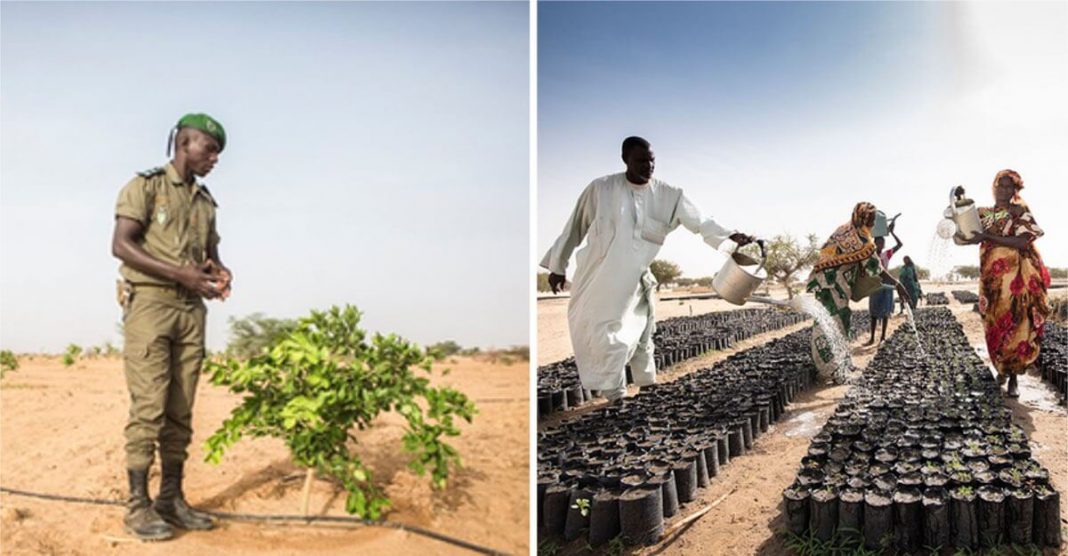 África planta árvores para construir a Grande Muralha Verde de 8 mil quilômetros e ajudar o planeta