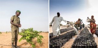 África planta árvores para construir a Grande Muralha Verde de 8 mil quilômetros e ajudar o planeta