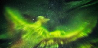 O fotógrafo capturou uma majestosa “fênix” na aurora boreal.