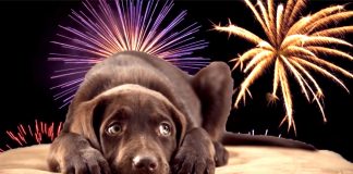 Aprenda esse truque simples que fará com que seu cão/gato não sofra com o barulho de fogos de artifício!