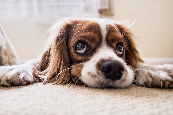 sabervivermais.com - Segundo estudo, gritar com seu cão pode causar níveis sérios de estresse e trauma a longo prazo