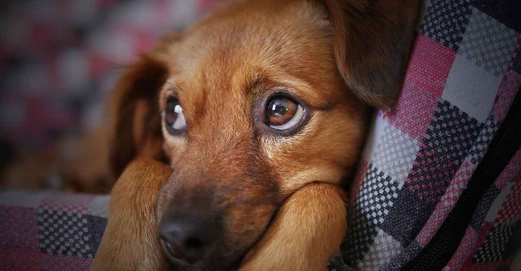 Segundo estudo, gritar com seu cão pode causar níveis sérios de estresse e trauma a longo prazo