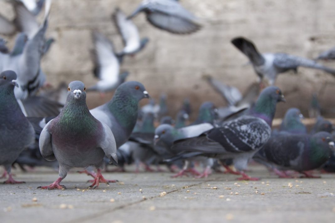 Você já se perguntou por que nunca viu um pombo filhote?