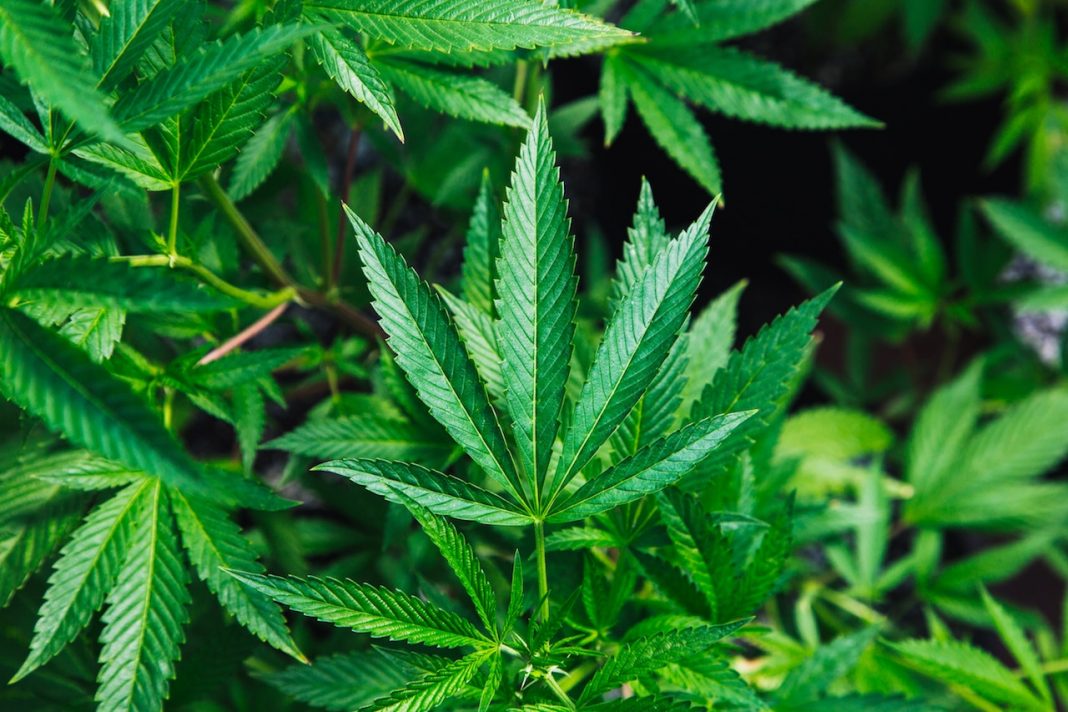 Anvisa: Veja o que muda com regulamentação da Cannabis medicinal no Brasil
