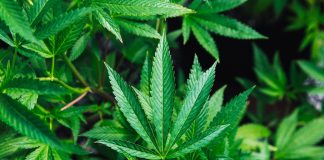 Anvisa: Veja o que muda com regulamentação da Cannabis medicinal no Brasil