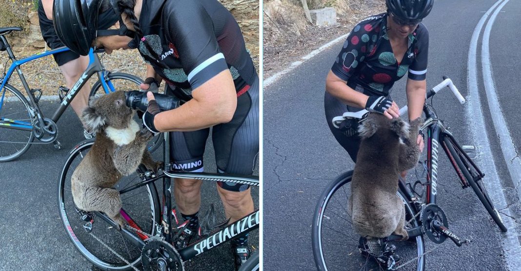 Koala parou o ciclista e pediu água para aliviar o calor intenso.