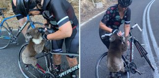 Koala parou o ciclista e pediu água para aliviar o calor intenso.
