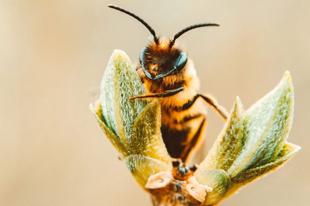 Estudo aponta que abelhas adoram cannabis, entenda como isso poderá ser a salvação da espécie