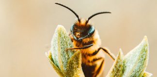 Estudo aponta que abelhas adoram cannabis, entenda como isso poderá ser a salvação da espécie