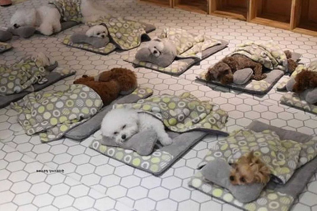 Filhotes de cachorro dormindo em creche conquistam a internet, confira essa fofura