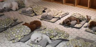 Filhotes de cachorro dormindo em creche conquistam a internet, confira essa fofura