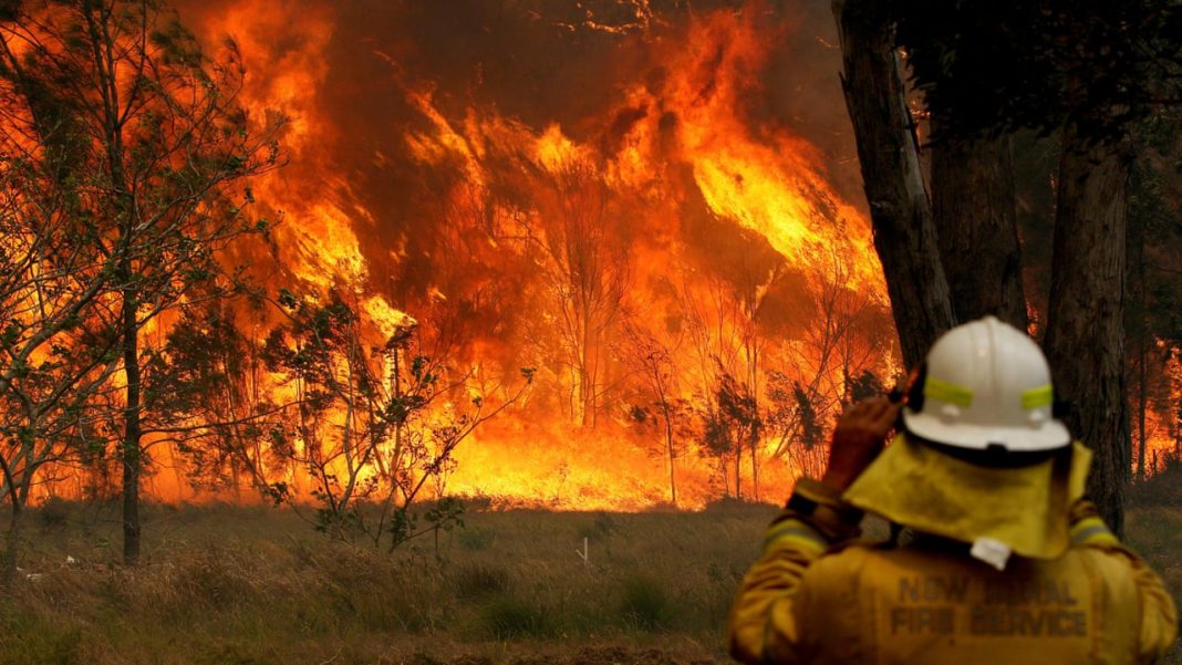 Já são mais de 500 milhões de animais mortos nos incêndios na Austrália