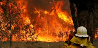 Já são mais de 500 milhões de animais mortos nos incêndios na Austrália