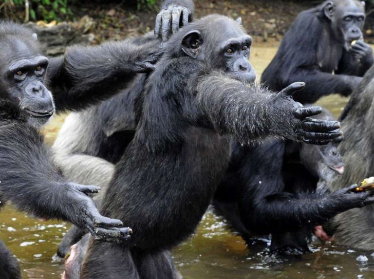 sabervivermais.com - Eles abandonaram 60 macacos em uma ilha deserta depois de injetar a hepatite B. Seu cuidador não os esqueceu