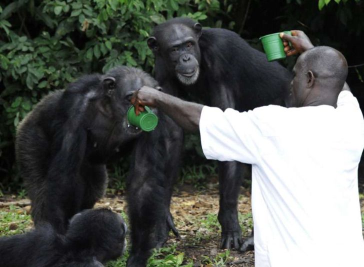 sabervivermais.com - Eles abandonaram 60 macacos em uma ilha deserta depois de injetar a hepatite B. Seu cuidador não os esqueceu