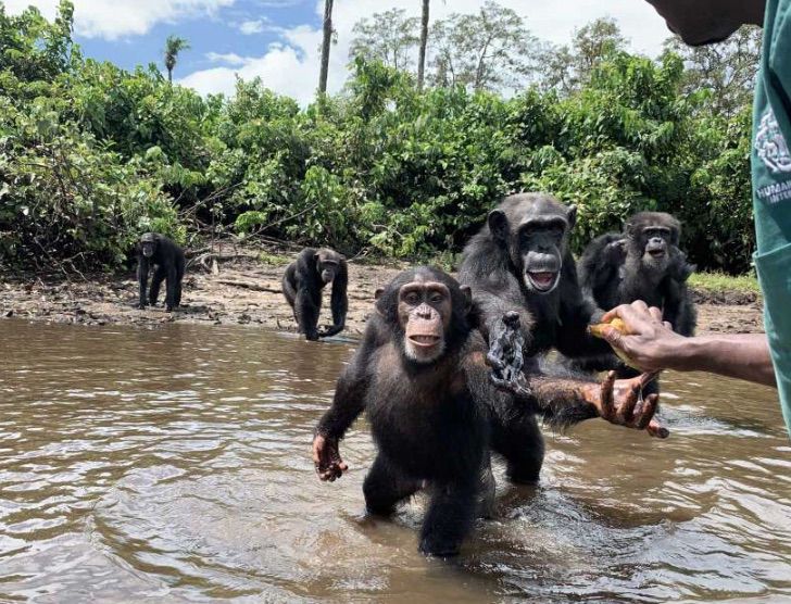 sabervivermais.com - Eles abandonaram 60 macacos em uma ilha deserta depois de injetar a hepatite B. Seu cuidador não os esqueceu