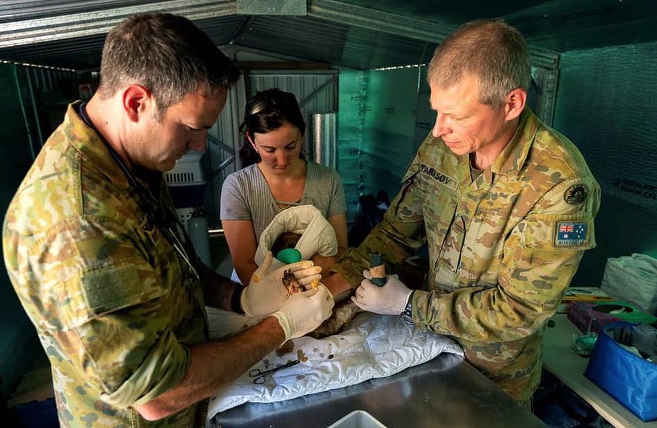 sabervivermais.com - Soldados australianos usam seu tempo de descanso para alimentar coalas salvos do incêndio