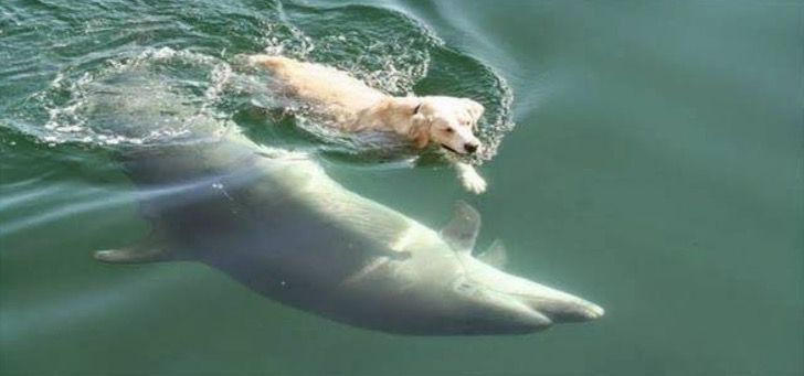 sabervivermais.com - Cão se joga no mar todos os dias para encontrar um golfinho. Eles nadam juntos como melhores amigos