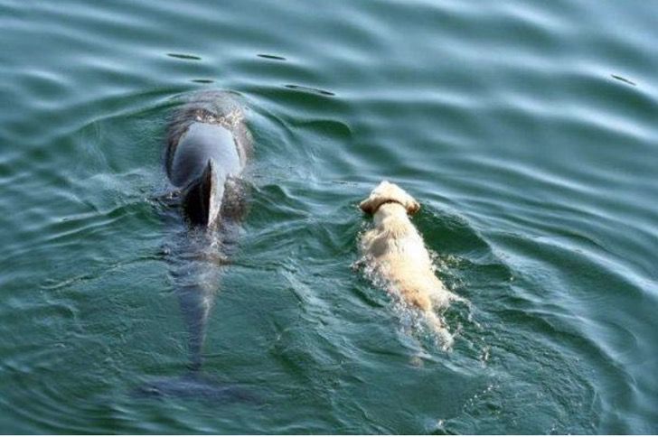 sabervivermais.com - Cão se joga no mar todos os dias para encontrar um golfinho. Eles nadam juntos como melhores amigos