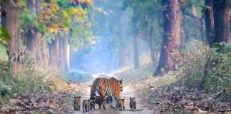 Imagem de uma tigresa indiana com seus filhotes dá esperança ao fim de uma espécie