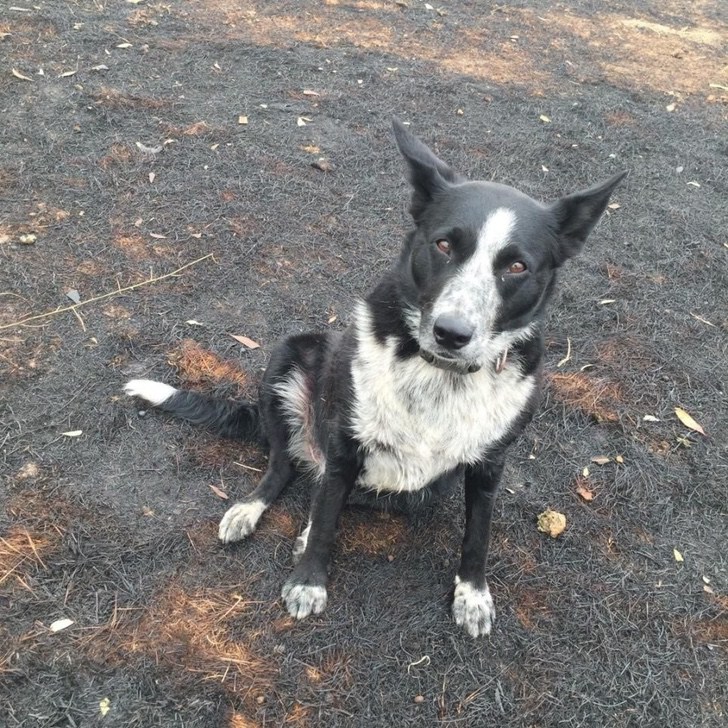 sabervivermais.com - Cãozinho salva todo o rebanho do fogo na Austrália. O incêndio não o impediu de fazer seu trabalho!