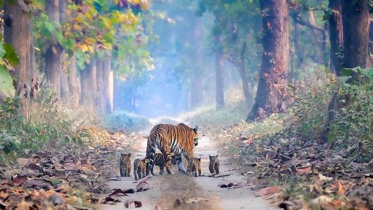 sabervivermais.com - Imagem de uma tigresa indiana com seus filhotes dá esperança ao fim de uma espécie