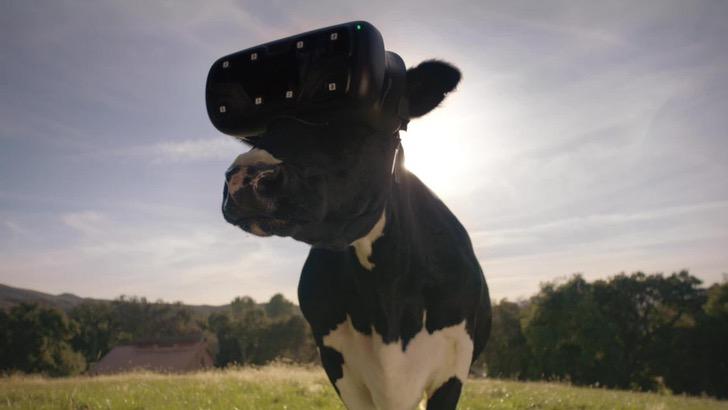 sabervivermais.com - Russos usam óculos de realidade virtual em vacas e as fazem acreditar que são livres. Com isso elas produzem mais leite