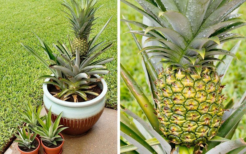 sabervivermais.com - Como cultivar o abacaxi como planta de casa