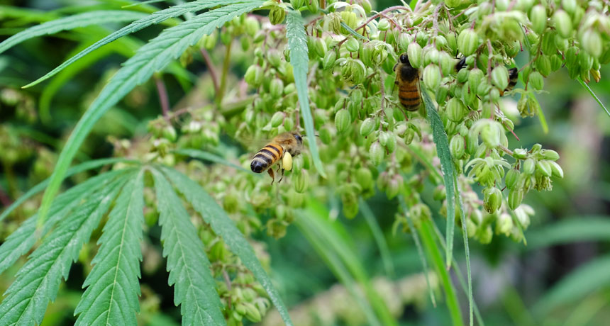 sabervivermais.com - Estudo aponta que abelhas adoram cannabis, entenda como isso poderá ser a salvação da espécie