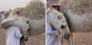 Homem volta para casa após a morte de seu filho e seu camelo o conforta com um grande abraço