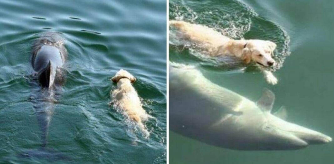 Cão se joga no mar todos os dias para encontrar um golfinho. Eles nadam juntos como melhores amigos