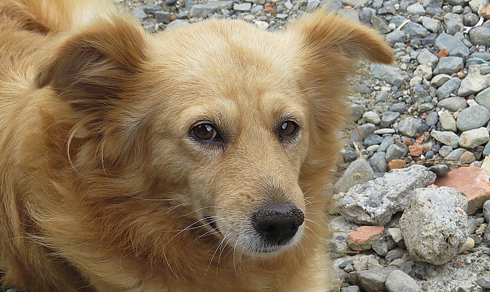 sabervivermais.com - Morador de rua dorme abraçado com o seu cão que nunca o abandona