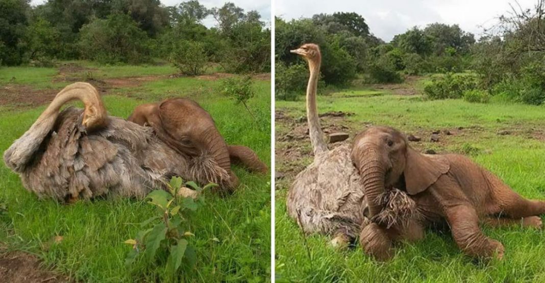 Filhotinho de elefante orfão aconchega-se diariamente em avestruz. Ele ganhou mais que um amigo!