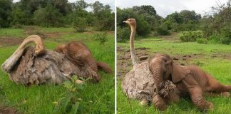 Filhotinho de elefante orfão aconchega-se diariamente em avestruz. Ele ganhou mais que um amigo!
