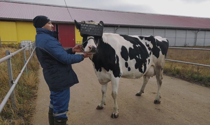 sabervivermais.com - Russos usam óculos de realidade virtual em vacas e as fazem acreditar que são livres. Com isso elas produzem mais leite