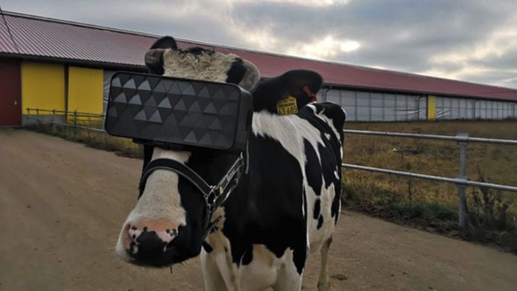 sabervivermais.com - Russos usam óculos de realidade virtual em vacas e as fazem acreditar que são livres. Com isso elas produzem mais leite