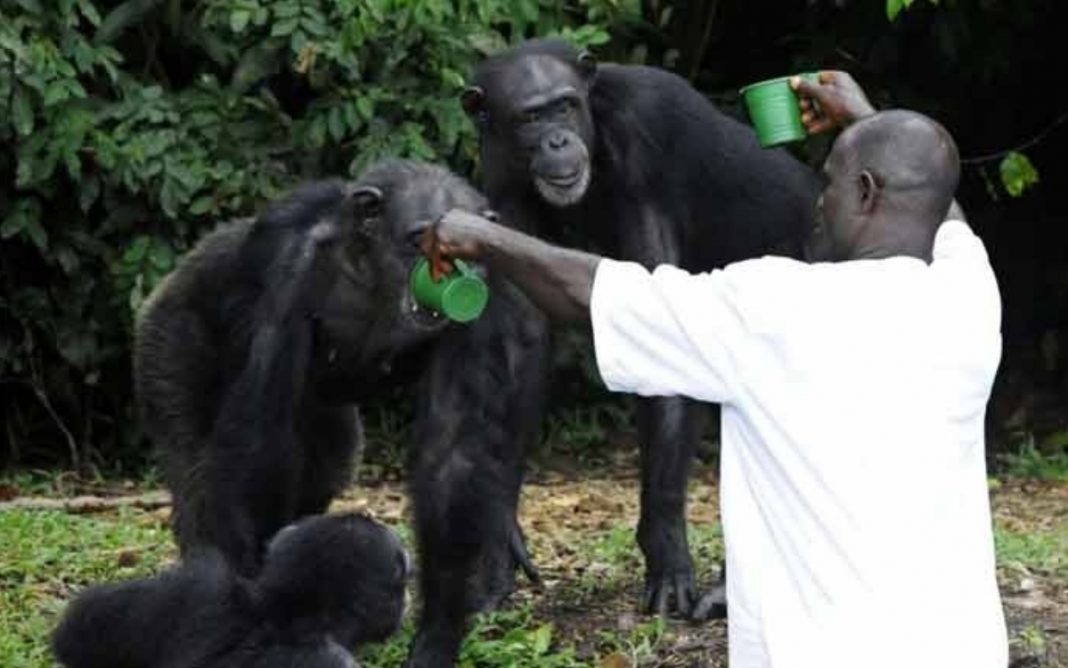 Eles abandonaram 60 macacos em uma ilha deserta depois de injetar a hepatite B. Seu cuidador não os esqueceu