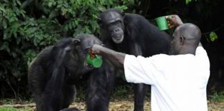 Eles abandonaram 60 macacos em uma ilha deserta depois de injetar a hepatite B. Seu cuidador não os esqueceu