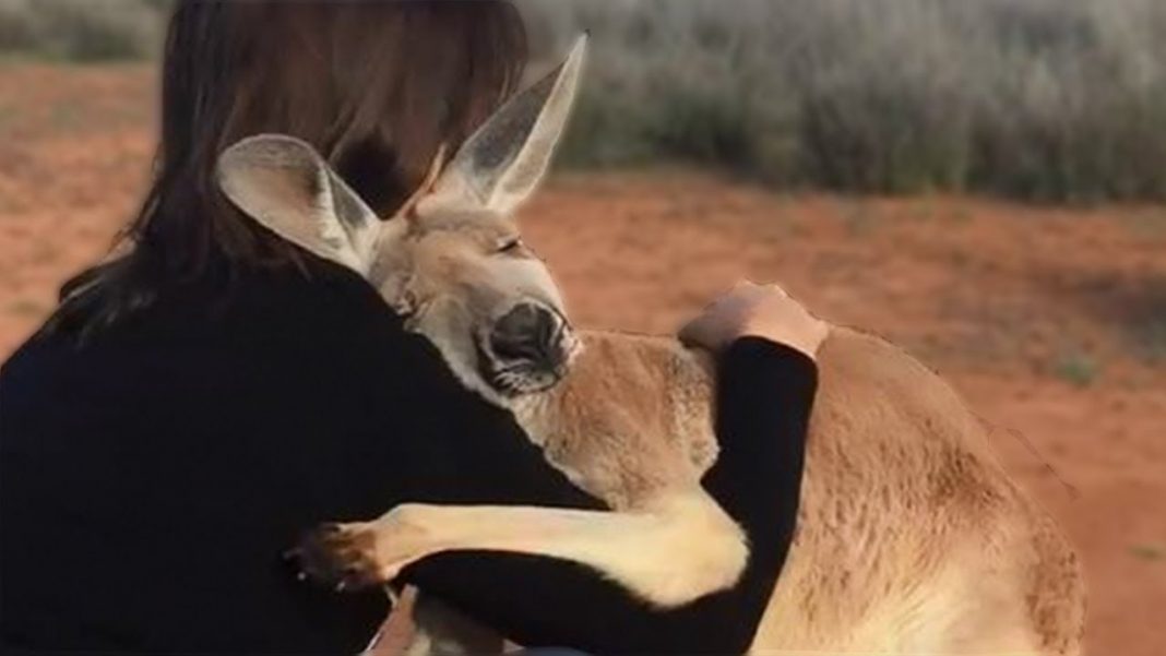 Canguru não para de abraçar os voluntários que o salvaram na Austrália