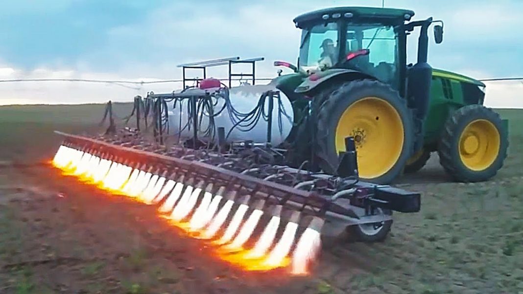 O lança-chamas na agricultura são a nova técnica que evita pesticidas
