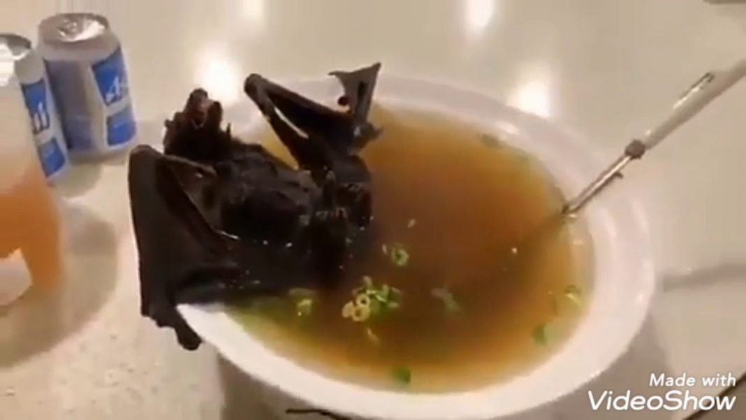 Cientista acreditam que sopa de morcego pode ter relação com surto de coronavírus na China