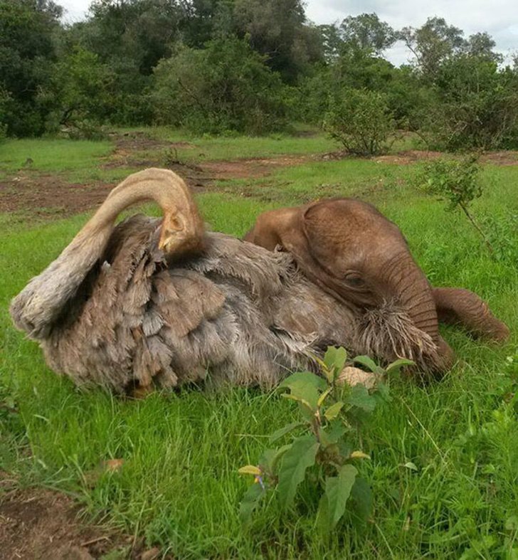 sabervivermais.com - Filhotinho de elefante orfão aconchega-se diariamente em avestruz. Ele ganhou mais que um amigo!