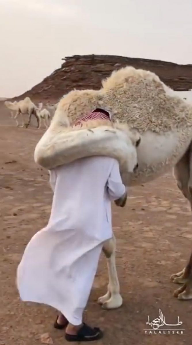 sabervivermais.com - Homem volta para casa após a morte de seu filho e seu camelo o conforta com um grande abraço