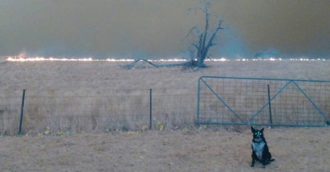 Cãozinho salva todo o rebanho do fogo na Austrália. O incêndio não o impediu de fazer seu trabalho!