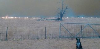 Cãozinho salva todo o rebanho do fogo na Austrália. O incêndio não o impediu de fazer seu trabalho!