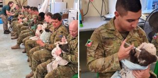 Soldados australianos usam seu tempo de descanso para alimentar coalas salvos do incêndio