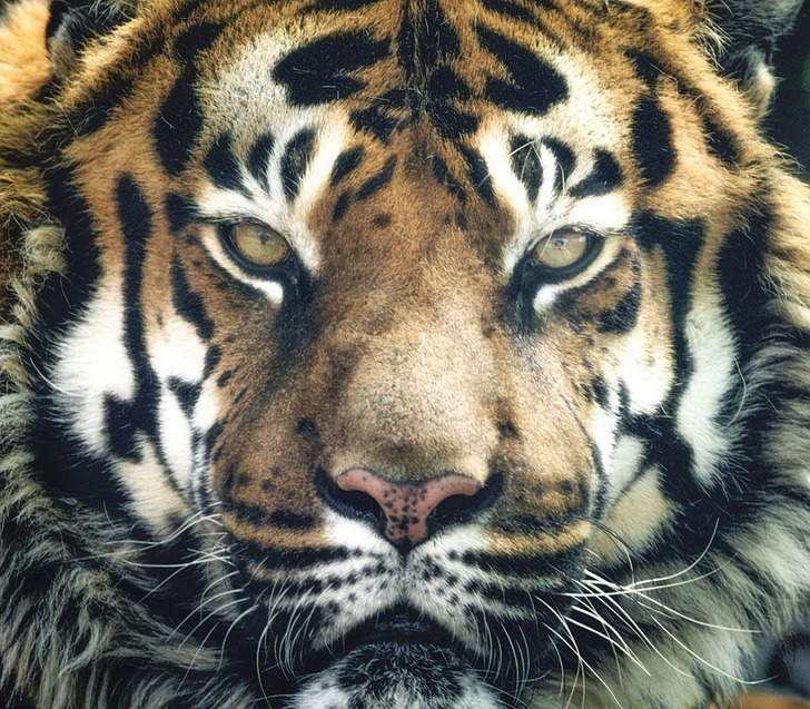 sabervivermais.com - Imagem de uma tigresa indiana com seus filhotes dá esperança ao fim de uma espécie