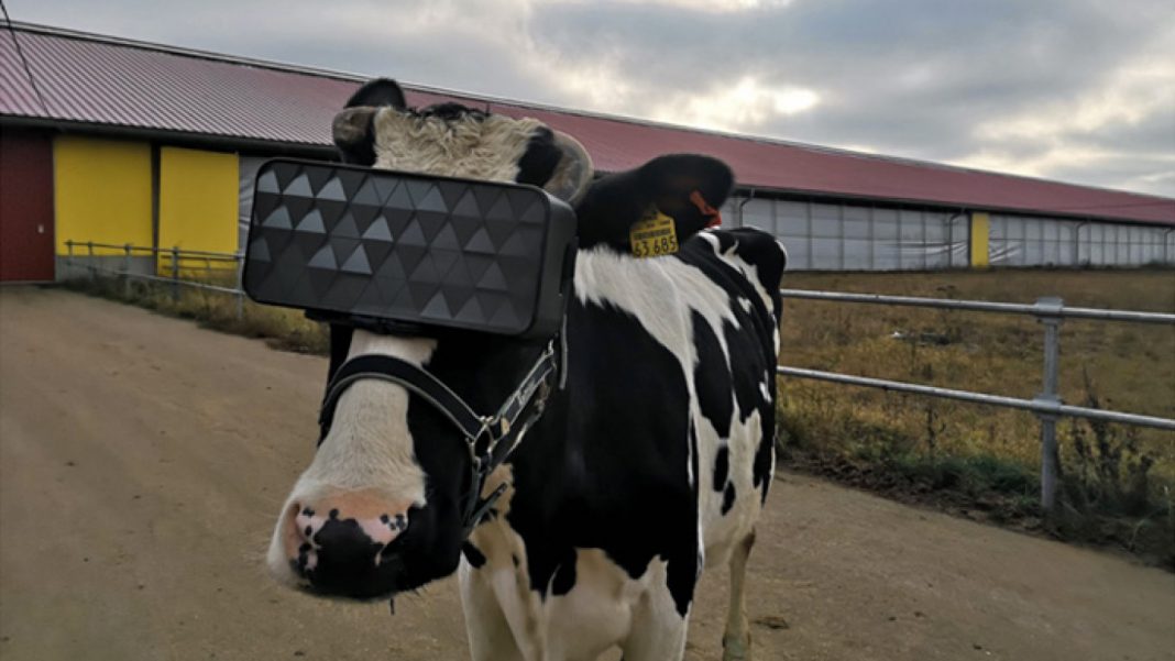 Russos usam óculos de realidade virtual em vacas e as fazem acreditar que são livres. Com isso elas produzem mais leite