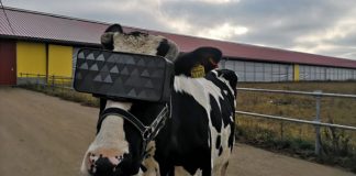 Russos usam óculos de realidade virtual em vacas e as fazem acreditar que são livres. Com isso elas produzem mais leite